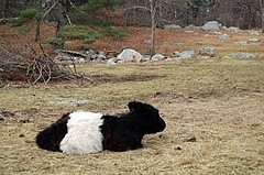 taylor_bush_local_farm