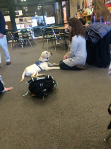 Volunteer Liz Burke brings her therapy dog to the Hopkinton High School's guidance office for De-stress week. Photo by Alli McNulty.