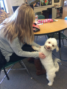 Hopkinton High School senior Brittany Power plays with a therapy dog during De-stress week. Photo by Alli McNulty.